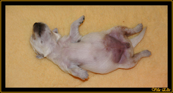 perro, golden retriever, villa ellie, comprar perro, comprar cachorro, valladolid, leon, burgos, palencia